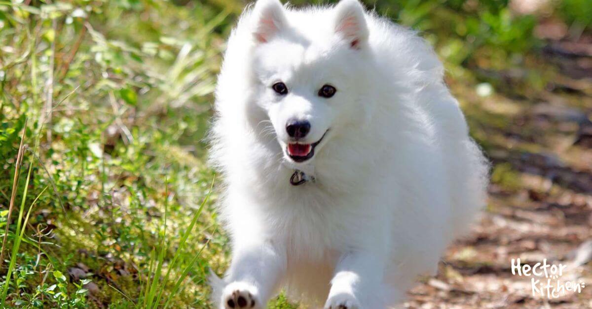 Élevage de Spitz japonais CKC Shirokuma